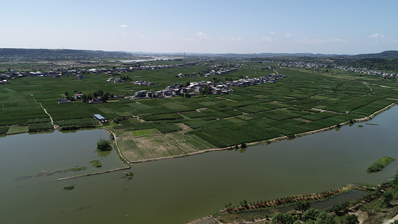 镇江坝村麦冬基地